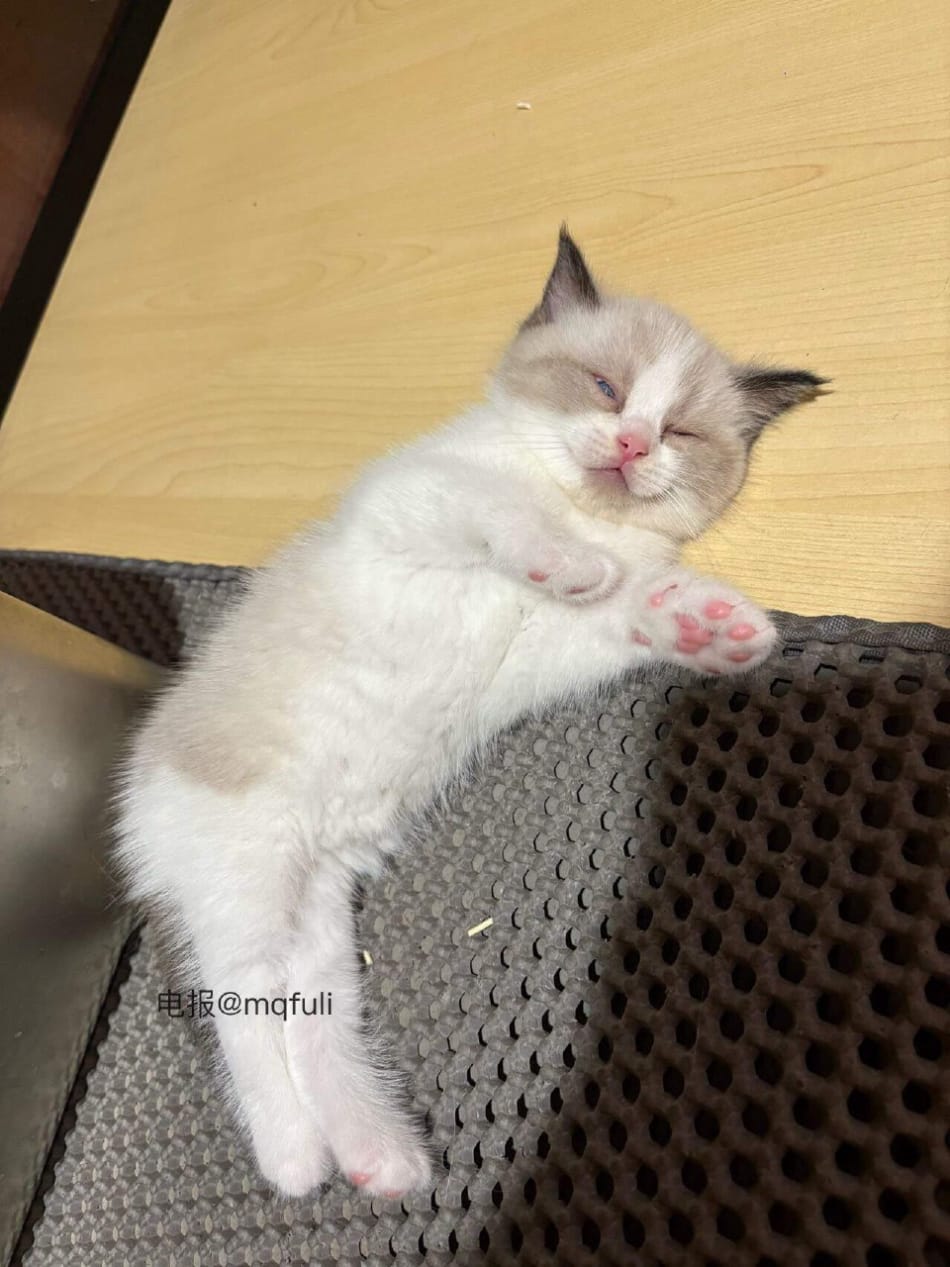 鹿瑶 2025-05-23 14:35:16 做我的猫 第2张