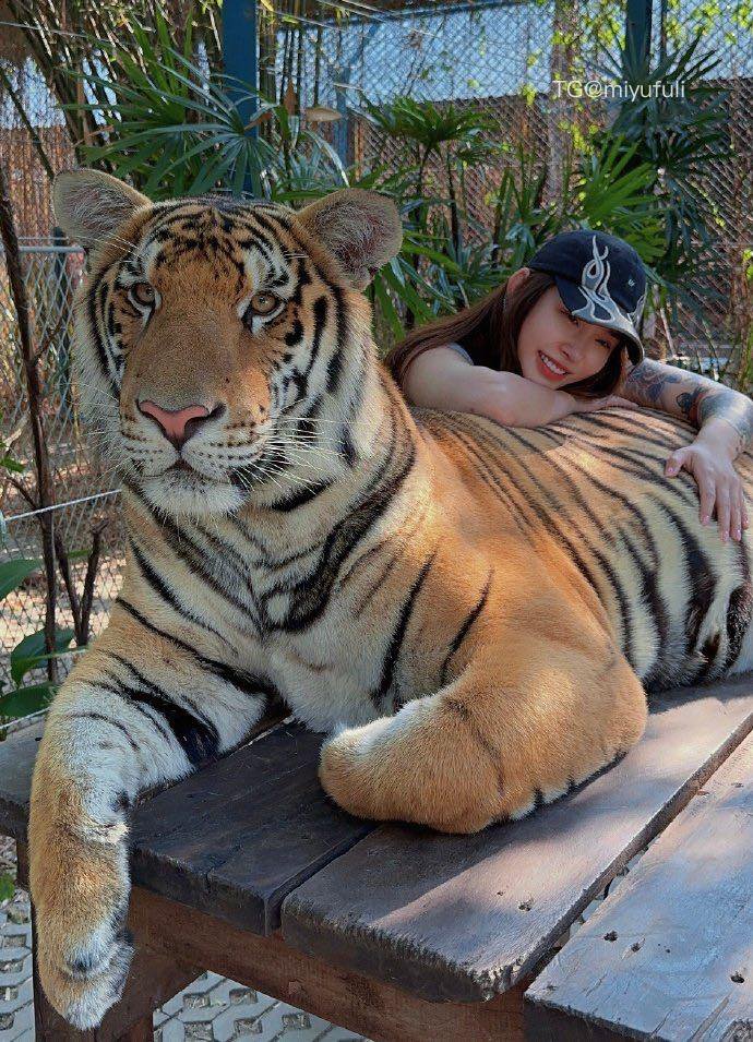 syx_hitomi 2026-01-19 16:35:30 老虎也是猫 是猫就得给我撸 第5张