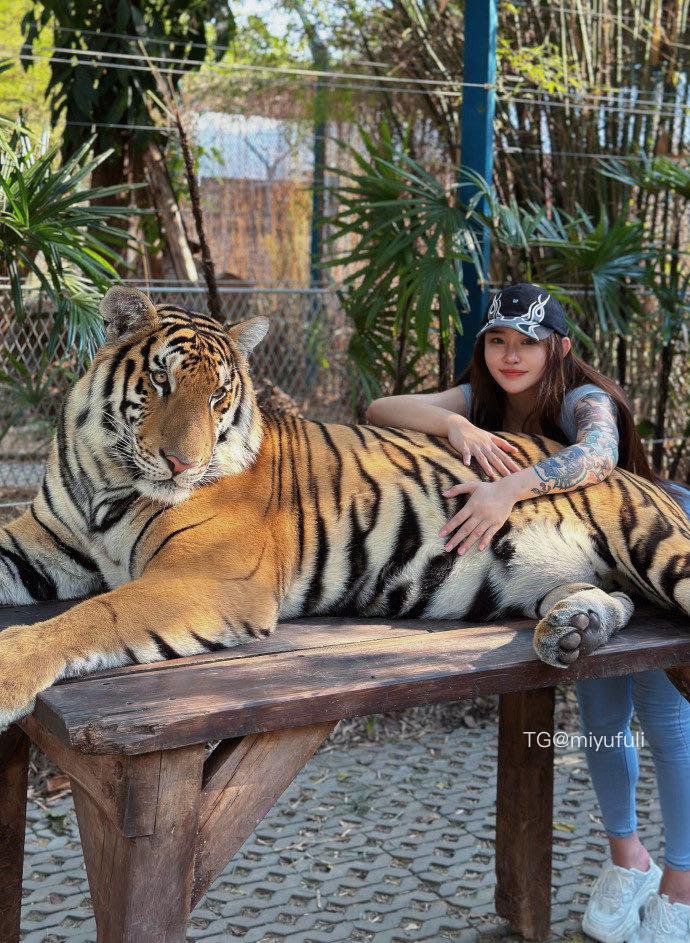 syx_hitomi 2026-01-19 16:35:30 老虎也是猫 是猫就得给我撸 第1张