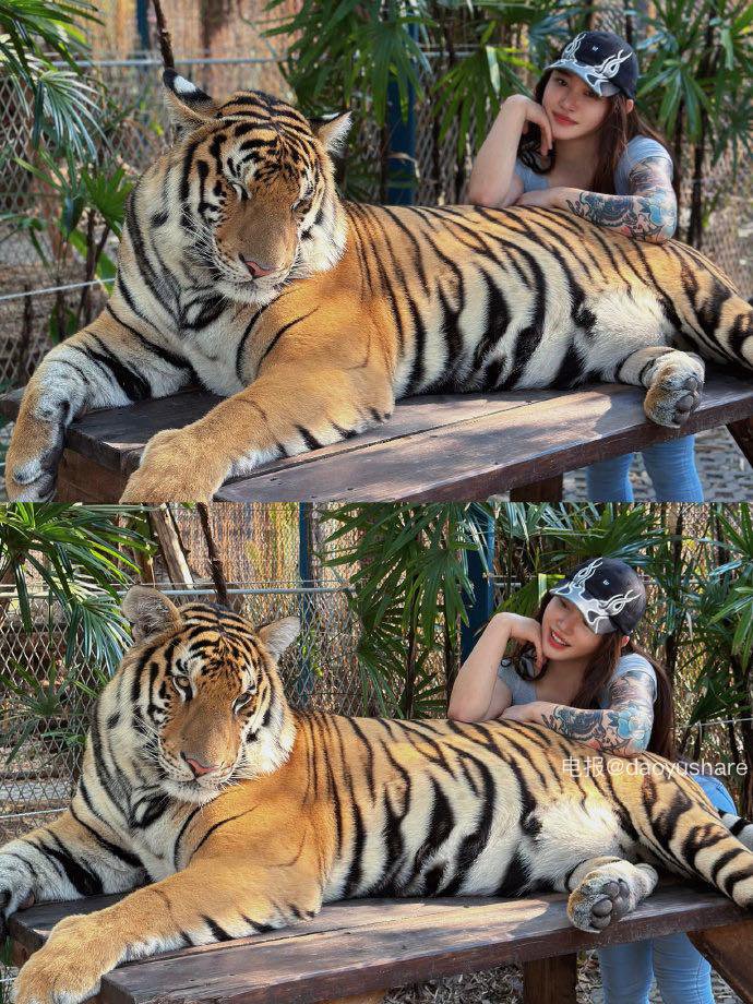 syx_hitomi 2026-01-19 16:35:30 老虎也是猫 是猫就得给我撸 第7张