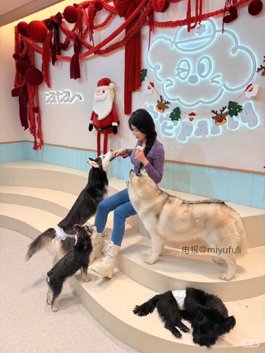 内向小肥宅